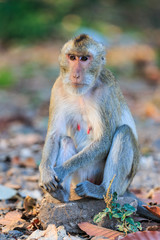 Obraz premium Monkey (Crab-eating macaque) sitting on the stone in Thailand