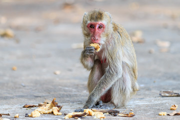 Monkey (Crab-eating macaque) eating banana in Thailand