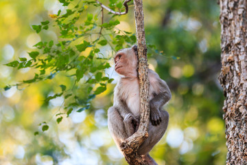 Monkey (Crab-eating macaque) on tree in Thailand