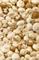 image of many mushrooms as background closeup