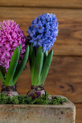 fresh hyacinth flowers on wooden background