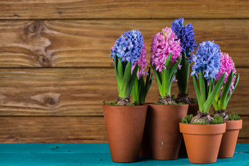 Group of fresh bulb spring flowers in ceramic pot