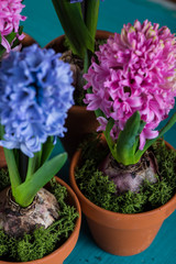 Close view on spring Hyacinth flower in ceramic pot