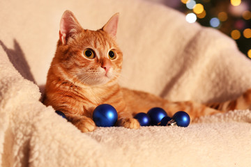 Fototapeta na wymiar Red cat at home in Christmas time