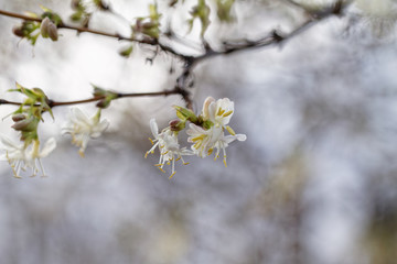Tree flowering