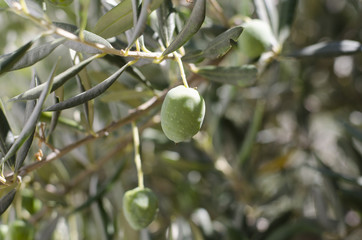 olives