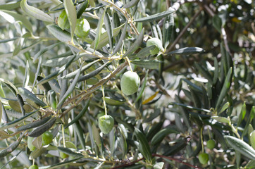 olive branch