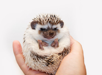 African white- bellied hedgehog