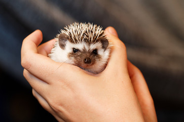 African white- bellied hedgehog
