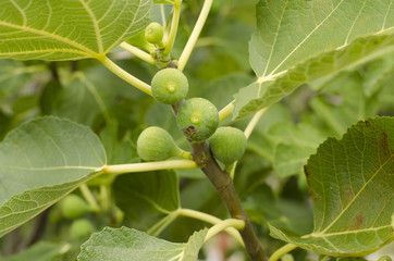 authentic dalmatian fig tree