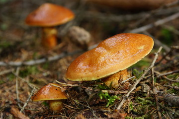 Pilze