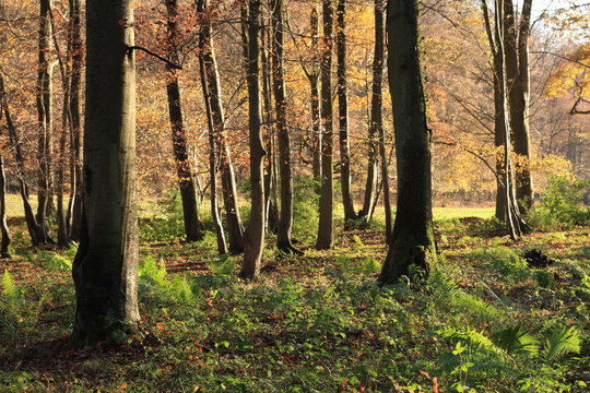 For&ecirc;t dans l'Aisne,Picardie