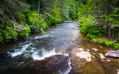 Little River, in Dupont State Forest, North Carolina.