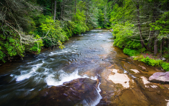 Little River, in Dupont State Forest, North Carolina.