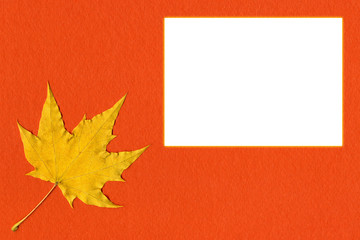 Yellow maple leaf on orange paper