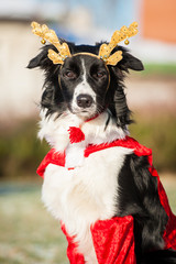 Portrait of border collie dressed as a christmas deer