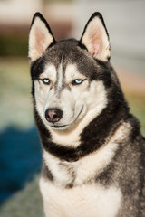 Portrait of smiling siberian husky dog with blue eyes