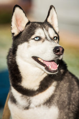 Portrait of siberian husky dog with blue eyes