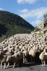Fototapeta premium Saison Berger, Alpes de hautes Provence