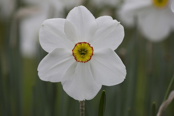 Jonquille Narcisse fleur printemps