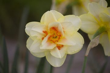 Jonquille Narcisse fleur printemps