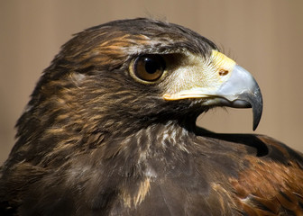 Naklejka premium Buzzard