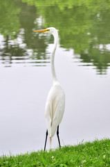 Great Egret