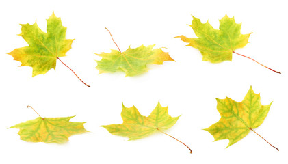 Green autumn maple leaf isolated