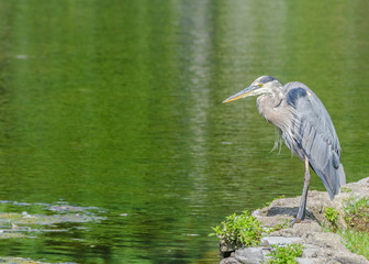 Great Blue Heron