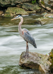 Great Blue Heron