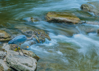 Great Blue Heron