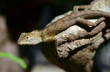 Small lizards