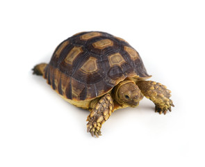 turtle isolated on white background