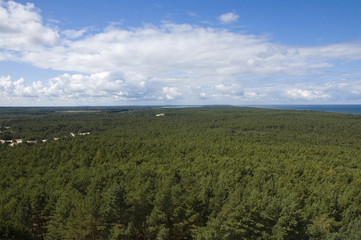 Fototapeta na wymiar Coniferous forest