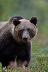 Fototapeta na wymiar Bear in forest