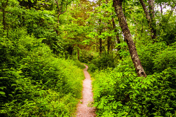 Fototapeta na wymiar Narrow trail through a lush forest at Codorus State Park, Pennsy