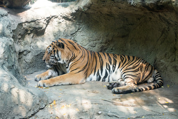 Fototapeta na wymiar Close up a Bengal Tiger