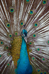 Obraz premium Indian Blue Peafowl