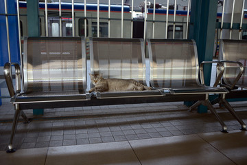 Cat on commuter train station