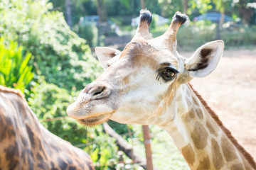 Close up shot of young cute giraffe