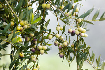 Aceitunas en el olivar