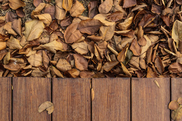 dry leaves
