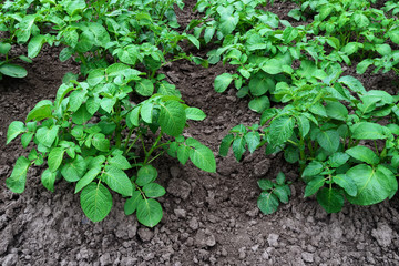 Bushes of potatoes