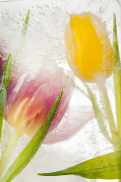 Tulpen - tiefgekühlt