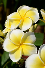 Fototapeta na wymiar White and yellow Plumeria spp. (frangipani flowers, Frangipani, Pagoda tree or Temple tree) on bright sunlight.