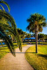 Palm trees along a path in Daytona Beach, Florida.