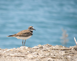 Killdeer