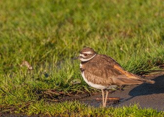 Killdeer