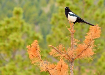 Black-billed Magpie