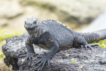 Galapagos marine iguana, Isabela island